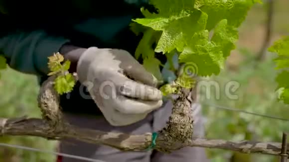 一个葡萄园工人用一个结修修一根藤枝的特写镜头视频的预览图