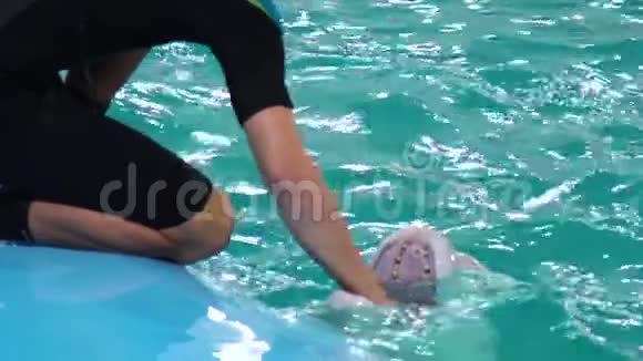 白海豚手足抓舌术的观察视频的预览图