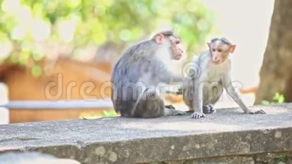 两只猴子坐在石头上看公园视频的预览图