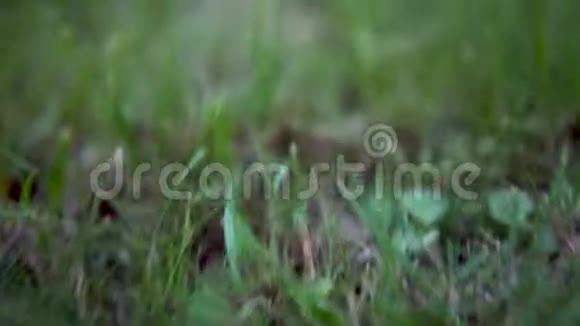 一只绿色的大蟾蜍坐在草地上视频的预览图