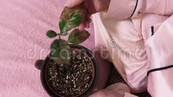 女人拿着一株盆栽视频的预览图