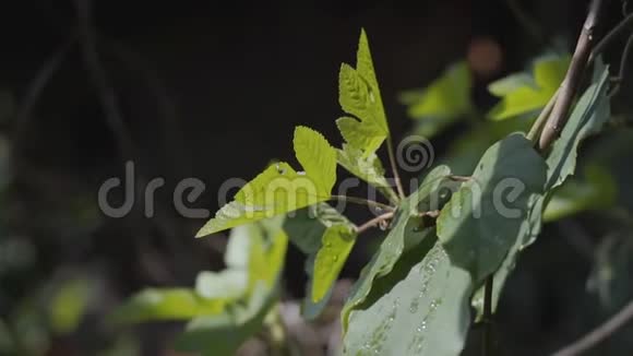 近看美丽的绿叶浇着水水滴在阳光上闪闪发光与自然的联系视频的预览图