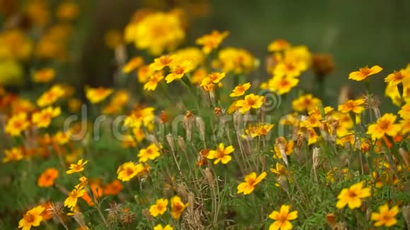 花园里鲜艳的橙色花朵沿着黄色的花朵拍摄一个移动的相机视频的预览图