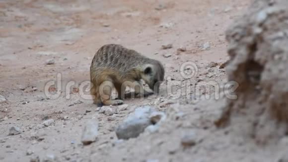 一只猫鼬在沙漠中的岩石周围挖洞视频的预览图