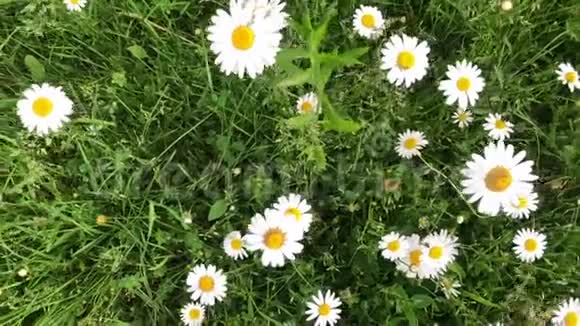 洋甘菊是在绿草的背景下生长的白色野花在风中移动视频的预览图