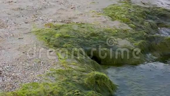 风暴过后乌克兰黑海带绿藻的沙质海岸视频的预览图