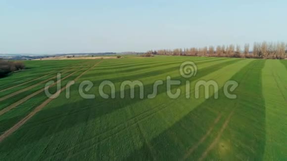 春季麦田成熟的空中拍摄农业景观视频的预览图