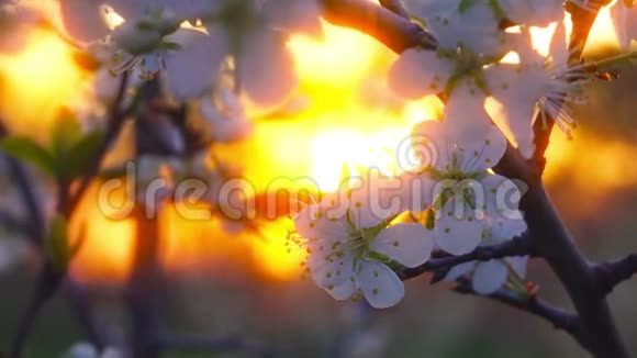 日落背景上的开花树4K视频的预览图
