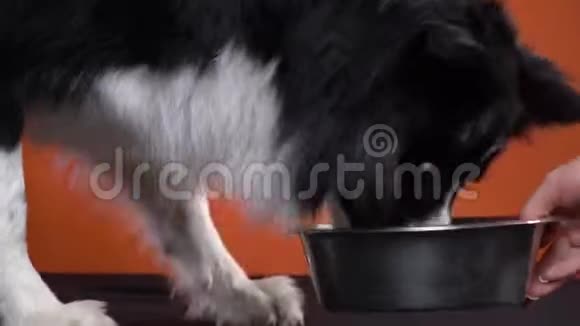 主人想把狗碗拿走边吃边吃关门视频的预览图