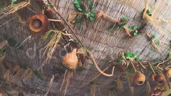 度假村的天花板以丛林的风格斑点和爬行动物美丽的罗斯特利姆在伸展的巴布库天花板上视频的预览图