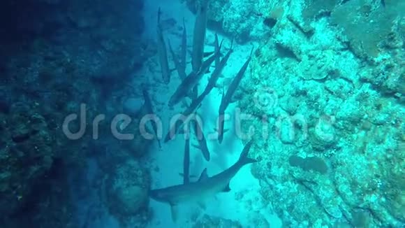 一群巨大的加勒比海塔蓬鱼在海底缓慢运动视频的预览图