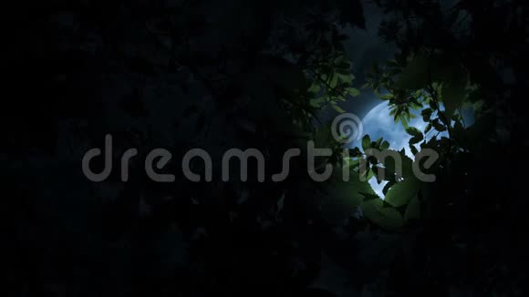 月亮照亮树枝视频的预览图