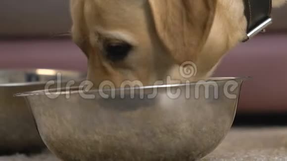 口渴的狗从碗特写宠物喂养动物护理拉布拉多饮水视频的预览图