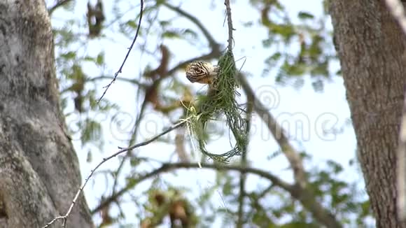织女鸟正在大树上用绿叶编织巢视频的预览图