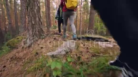 低角度拍摄的旅行者双腿穿着运动鞋在树林中行走探索新的领地踩着覆盖着草地和草地视频的预览图