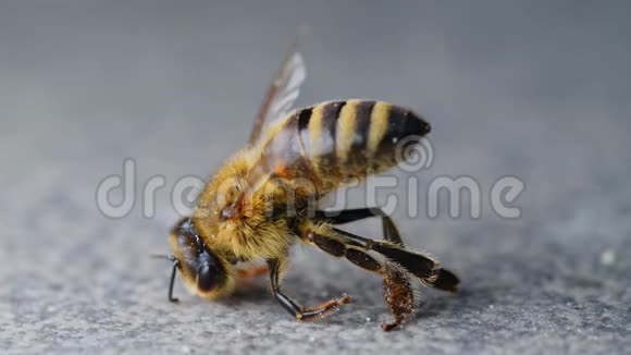 濒临死亡的蜜蜂中毒的授粉者杀虫剂和杀虫剂的后果视频的预览图