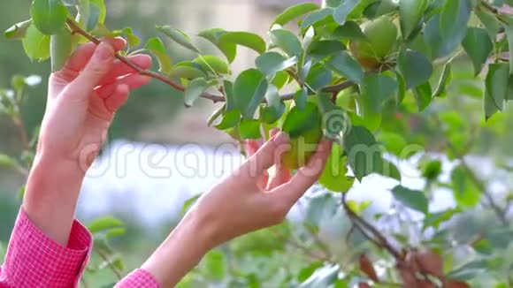 一个年轻的女农民从树上摘下一个梨视频的预览图