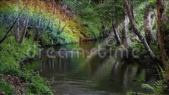 在一片深林中缓慢流淌着的芦苇视频的预览图