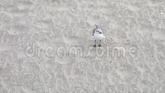 沙滩上的海鸥视频的预览图