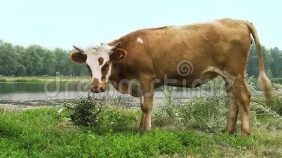 公牛站在河边的草地上视频的预览图