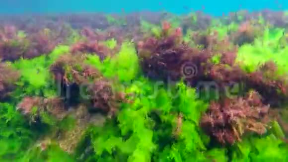 一群鱼藏在藻类中视频的预览图