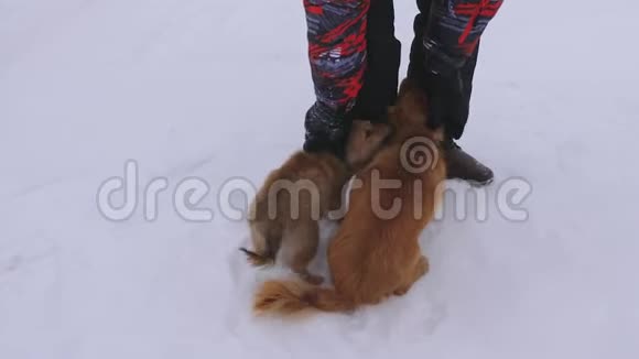 人类在白雪上抚摸着红色的狗冬天散步时带主人的宠物带后代的宠物视频的预览图