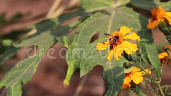 蜜蜂采黄油菜梅金花花粉视频的预览图
