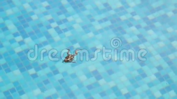 泳池里的青蛙视频的预览图