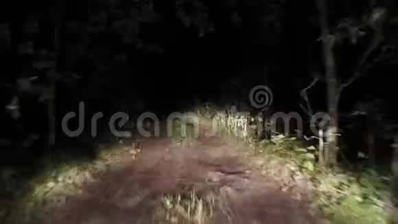 夜晚的森林之路视频的预览图