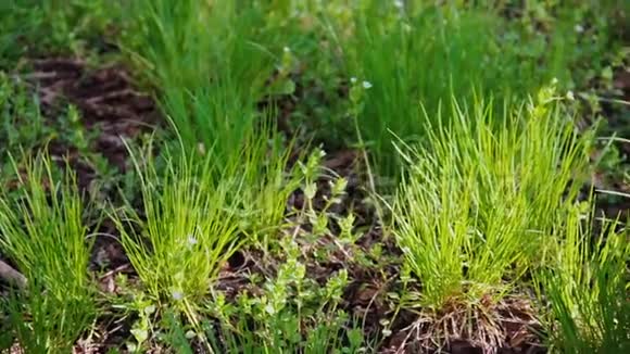 在花园里的草坪上或在房子附近的公园里新鲜的绿草紧贴着潮湿地面上的青草幼芽视频的预览图
