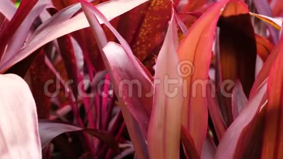 用阳光把模糊的热带红叶合上夏威夷Ti植物天然质地叶多汁树叶上的阳光视频的预览图