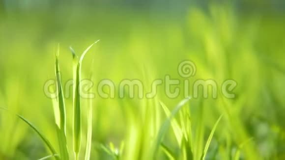 春天唤醒植物新鲜的青草特写视频的预览图