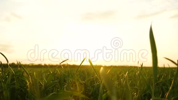 相机在草茎之间移动日落时一阵微风吹拂着阳光中的草羽视频的预览图