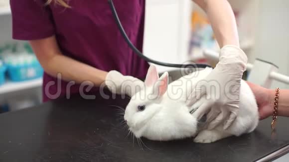 兽医检查一只白兔视频的预览图