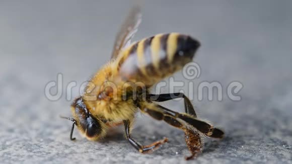 濒临死亡的蜜蜂中毒的授粉者杀虫剂和杀虫剂的后果视频的预览图
