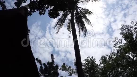 椰树剪影视频的预览图