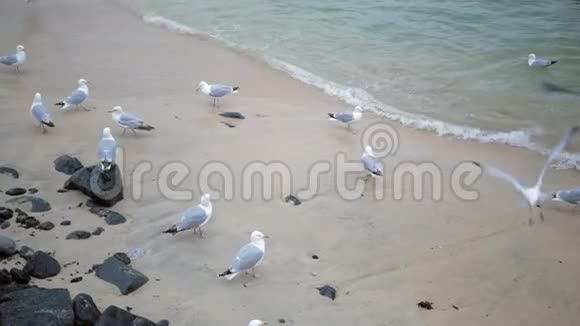 海边的海鸥在等待海浪为它们带来食物视频的预览图