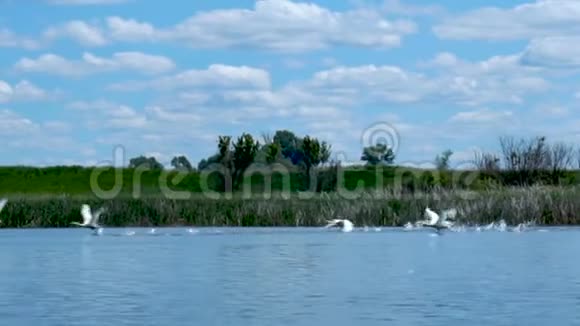 野生白天鹅从蓝色湖泊起飞视频的预览图