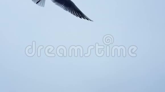 海鸥在波涛汹涌的天空中飞过海面视频的预览图