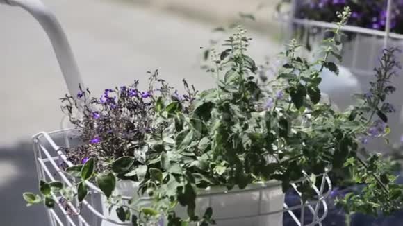 带蓝色花和灌木的户外自行车花瓶视频的预览图