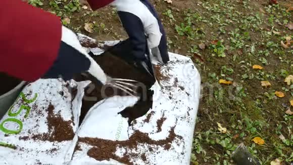 园丁从打开的泥炭袋里得到土壤视频的预览图
