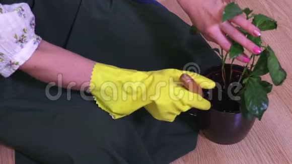 女人翻室内植物视频的预览图