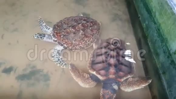 海龟在游泳池里游泳视频的预览图
