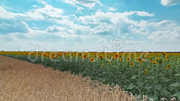 开花的向日葵和麦穗视频的预览图