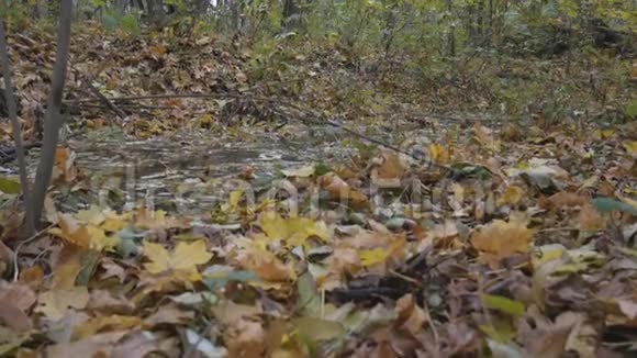宁静的森林里的一条小溪里长满了落叶五彩缤纷的秋景视频的预览图