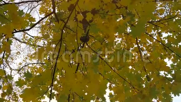 黄叶树上走在秋天的公园里视频的预览图