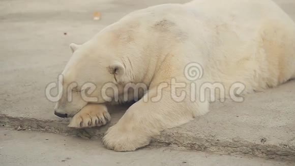 在睡觉的北极熊视频的预览图