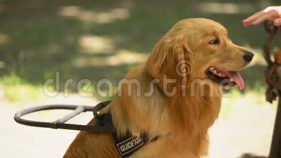 雄性手抚摸导盲犬听话的宠物在公园里和盲主休息视频的预览图