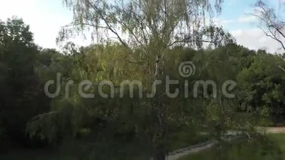 一棵大桦树在乌克兰森林中的空中在夏天的晴天视频的预览图