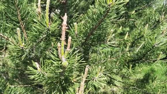 一个年轻的松树枝在风中摇曳常绿树春天视频的预览图